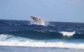 Tifaifai Et Cafe Huahine